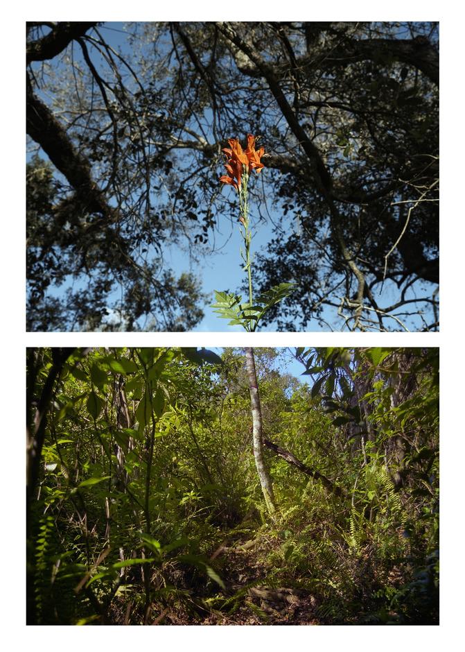 Untitled (Cape Honeysuckle on Hardee) & Untitled (Bill Sadowski Preserve)