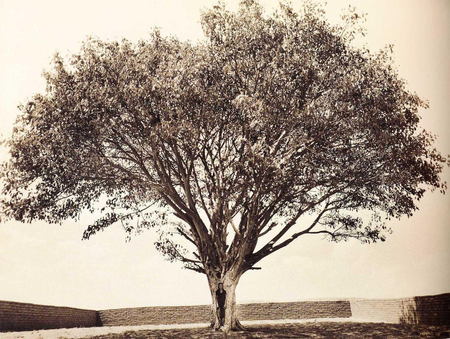 Shirin Neshat
